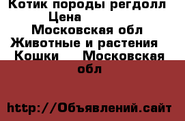 Котик породы регдолл › Цена ­ 15 000 - Московская обл. Животные и растения » Кошки   . Московская обл.